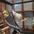 Two Cockatiels + Extras 1 thumbnail