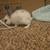 Mini Rex rabbits 2 thumbnail
