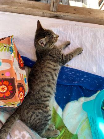 Kittens (Spanaway)63874561370883120