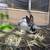 Bunnies 10 weeks old 5 thumbnail