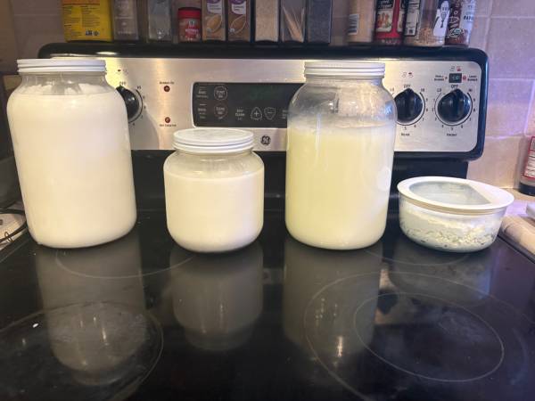 Raw goat milk/products and eggs- local delivery - $10 (Vacaville)63471043486339122