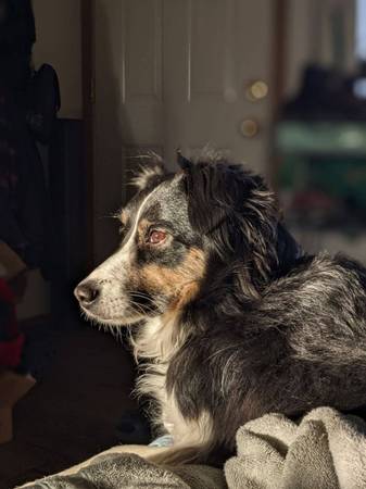 ? ¡Ellie necesita un hogar más relajado! ??? (Snohomish)63942367851651123