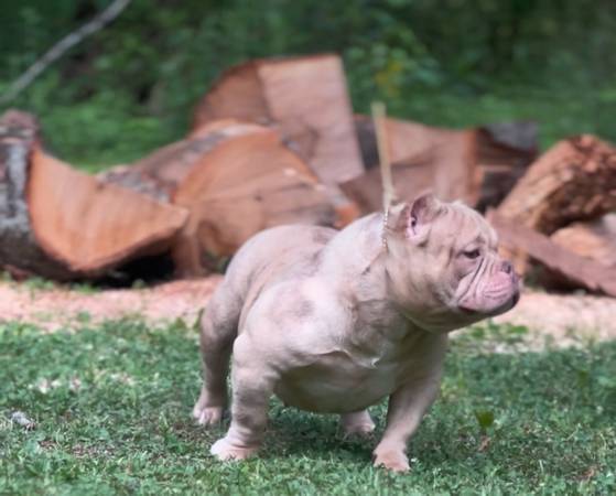 Rehome (Southaven)606621861623910402