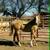 APHA red dun mare 6 thumbnail