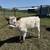 Mini Cow Calves Highland, Highpark and Crosses 10 thumbnail