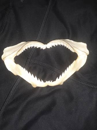 7" shark jaw with teeth 1
