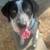 3 Dogs-Foster or Adopt. 11 thumbnail