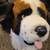 Kids of America 13" St Bernard plush stuffie 5 thumbnail