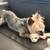 $35.00/Night Dog Boarding - Cozy Stays & Belly Rubs! 18 thumbnail