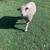 two Southdown wethers 2 thumbnail