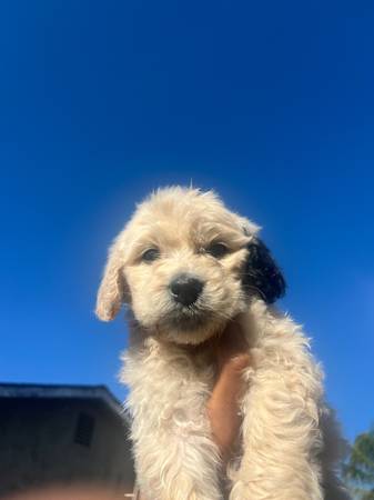 Cachorro Golden doodle (fairfield / vacaville)63659229470979120