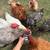 Laying hens 1 thumbnail
