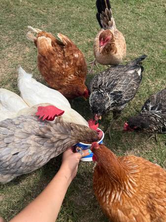 Laying hens 1
