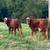 10 home raised beef feeder calves for sale 1 thumbnail