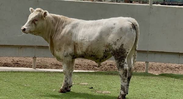 Charolais Bull Sale or Lease 1