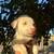 Lab/ Husky Puppies 1 thumbnail