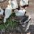 Sebastopol Goslings (Geese Babies) 2M/3F 10 thumbnail