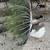 Peacock 11 thumbnail
