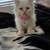 Persian baby's 2 mons  price 700 4 thumbnail