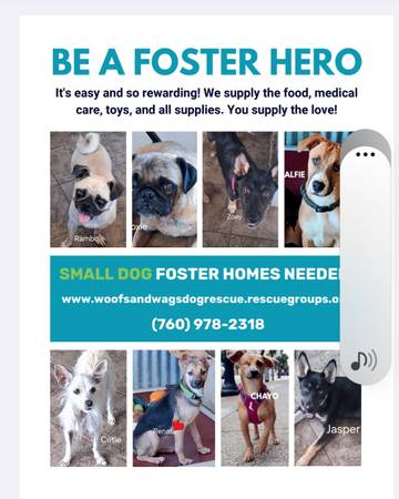 Save a Dog - Become a Foster (San Diego)63894602638338120