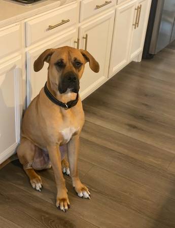 2 year old pit/boxer (New Market)63618994837761121
