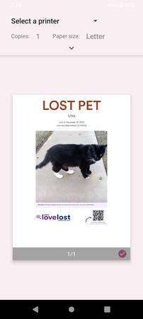 LOST CAT: Uno 1