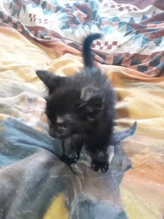 Female Tortoiseshell Calico Kitten 1