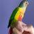 Green cheek conure 6 thumbnail