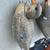 Decoys - Goose and Duck 5 thumbnail