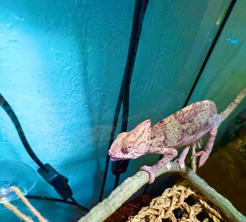Chameleon (Wichita Falls)63852007238785123