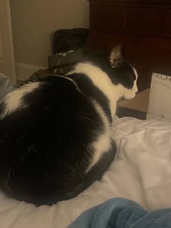 Lost cat!! (Greenville)63661473797377121