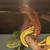 Rehoming crested geckos 3 thumbnail