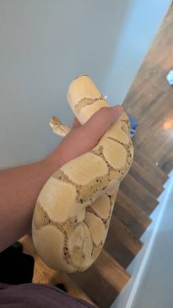 Python real de plátano hembra (West Chicago)63844237050625124