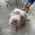 FEMALE XL AMERICAN BULLY (LILAC) 10 thumbnail