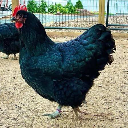 Black Australorp Laying Hens (laying now) 1