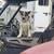 Heeler female 2 thumbnail