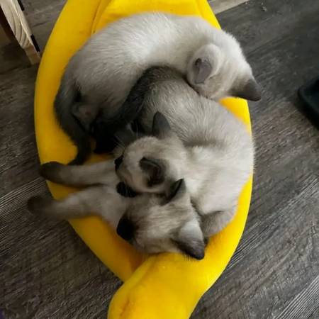 top-teachingx loving Siamese 1