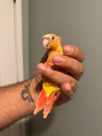 Suncheek Conure (Norwalk)63865302471937121