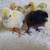 Chicks- Blue layers! 6 thumbnail