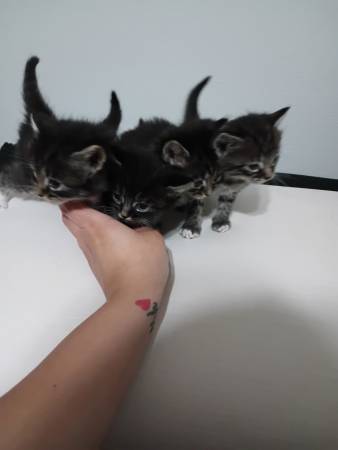 kittens (Las Vegas)63907417095554121