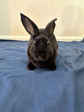 Young Mini Rex rabbit (Parker)63963639509123124