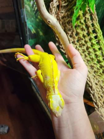 Albino iguana (Olympia)63862434626051121