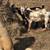 9 goats 1 thumbnail