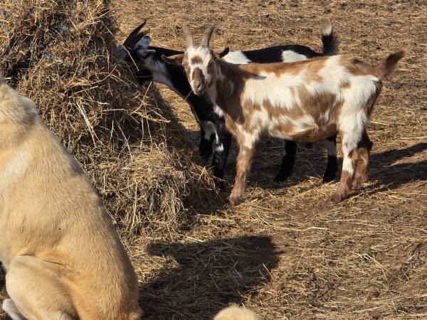 9 goats 1