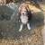 Older Female Australian Shepherd 3 thumbnail