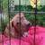 Available for Adoption - 2 4 thumbnail