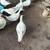 Geese and muscoy ducks 3 thumbnail