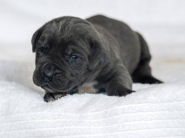 Cane Corso63661942135809122