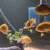 Cichlids 2 thumbnail