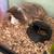 Male Guinea pigs 1 thumbnail